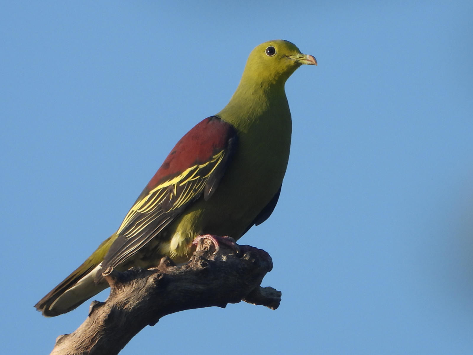 image Sri Lanka Green-Pigeon